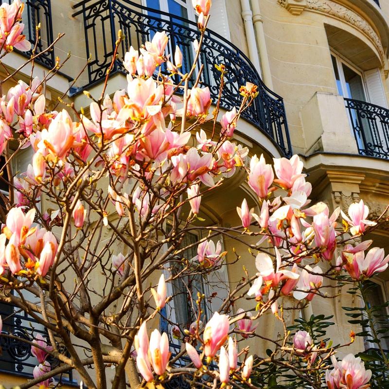 Przycinanie magnolii