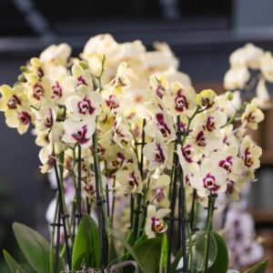 Jak skutecznie rozmnażać storczyki? Praktyczny poradnik o szczepieniu storczyków