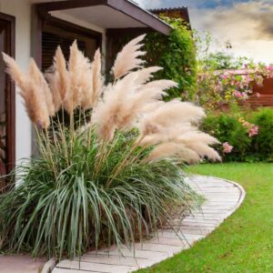 Kiedy i jak najlepiej sadzić trawę pampasową w ogrodzie?