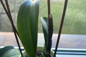 Kiedy i jak przycinać storczyki? Praktyczny poradnik dla miłośników orchidei