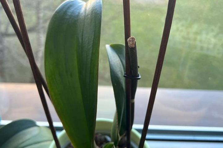 Kiedy i jak przycinać storczyki? Praktyczny poradnik dla miłośników orchidei