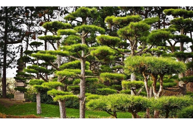 Najlepszy czas na przycinanie