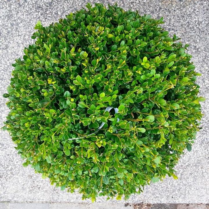 Pielęgnacja bukszpanu