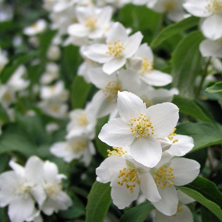 Pielęgnacja jaśminowca