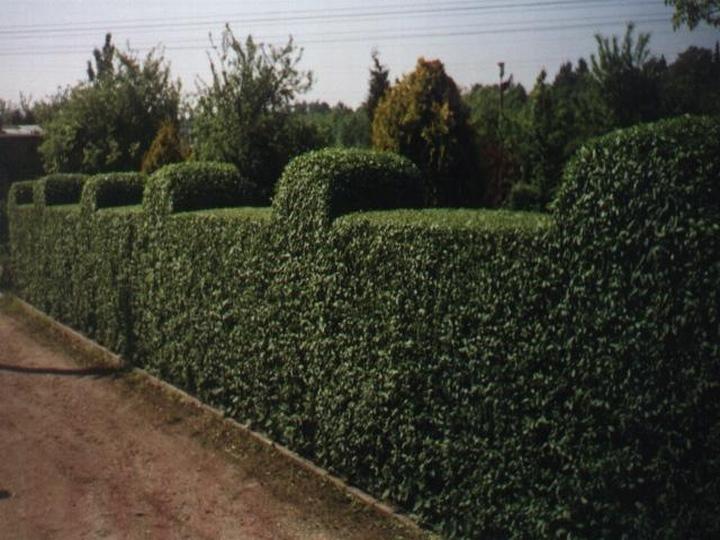 Pielęgnacja żywopłotów