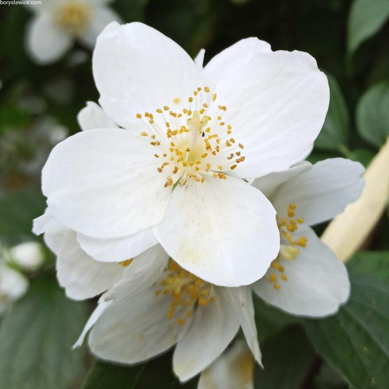 Przycinanie jaśminowca