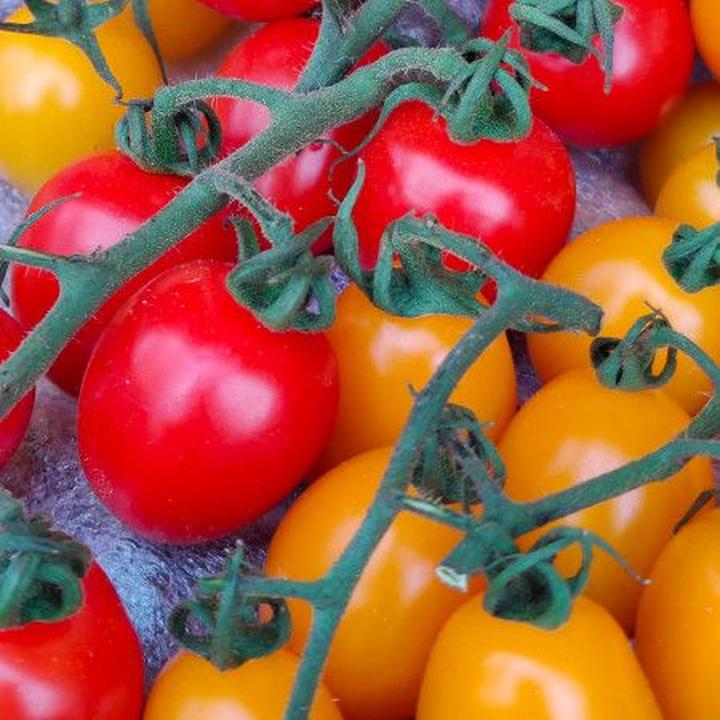 Przycinanie pomidorów koktajlowych