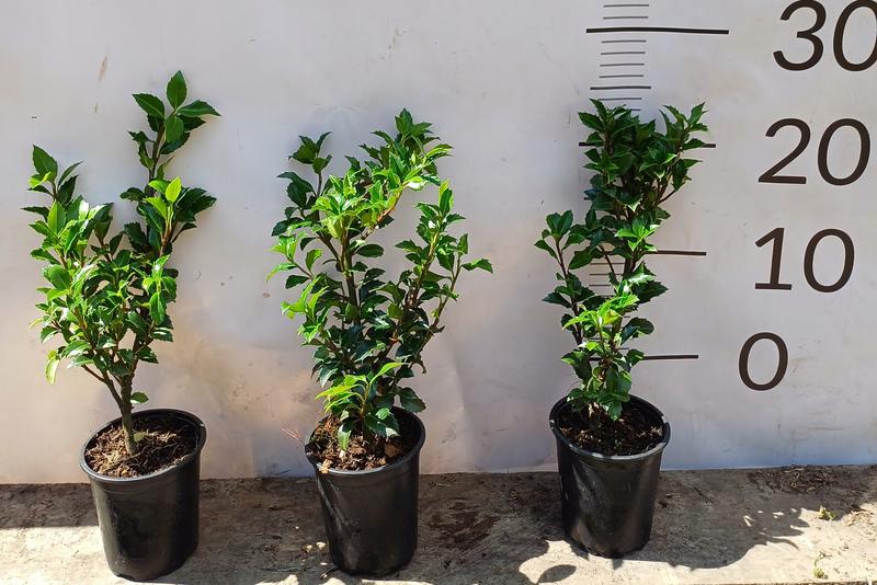 Sezonowy kalendarz ogrodniczy