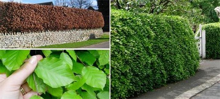 Techniki cięcia żywopłotów