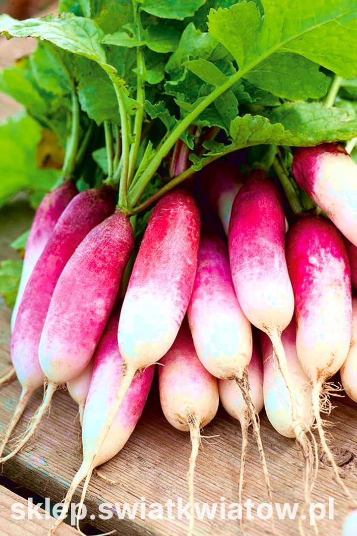 Terminy siewu rzodkiewki