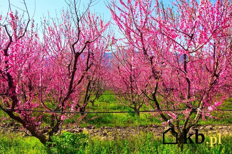 Zbiór i przechowywanie brzoskwiń
