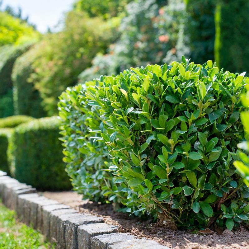 Żywopłot z bukszpanu