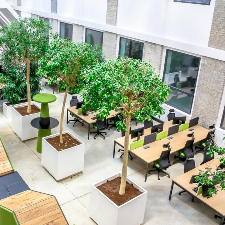 Biophilic design: odkryj roślinne kompozycje dla każdego wnętrza