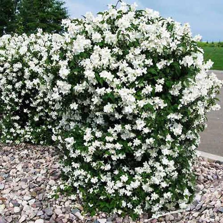 Jak i kiedy przycinać jaśminowca, aby cieszyć się jego pięknem?