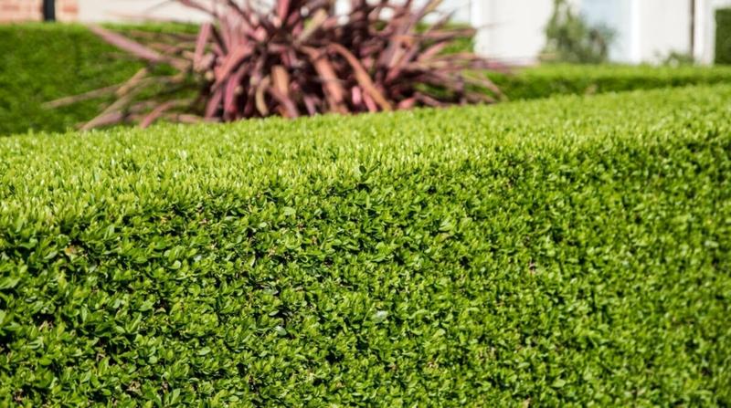 Jak skutecznie przycinać i pielęgnować żywopłot – praktyczny poradnik na każdy sezon