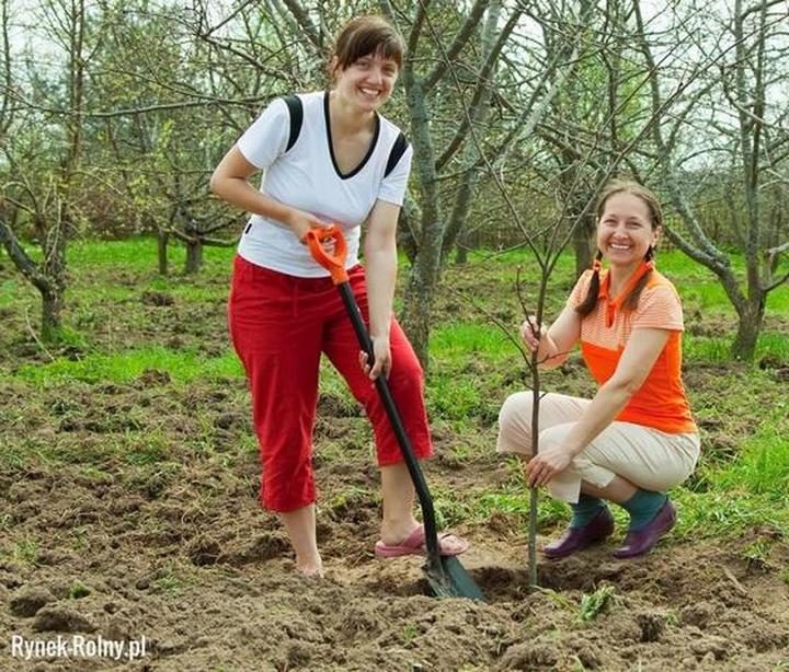 Jak skutecznie sadzić wiśnie – krok po kroku oraz najlepszy czas na sadzenie