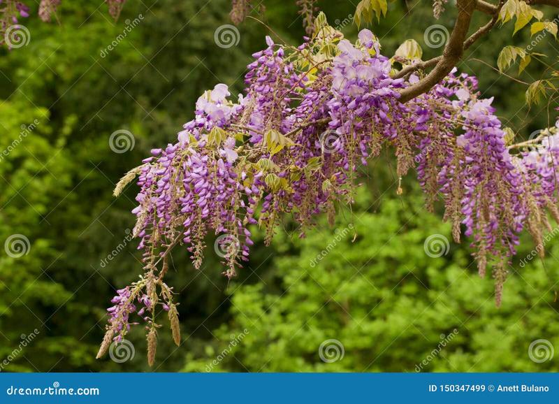 Kiedy i jak sadzić fasolę piekną jas, aby cieszyć się obfitym plonem?