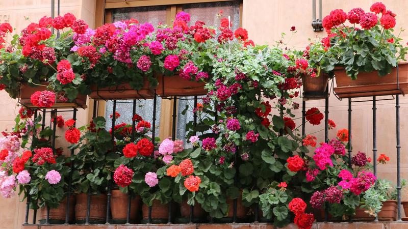 Kiedy i jak sadzić pelargonie? Odpowiedzi na najczęściej zadawane pytania dotyczące pielęgnacji tych pięknych kwiatów