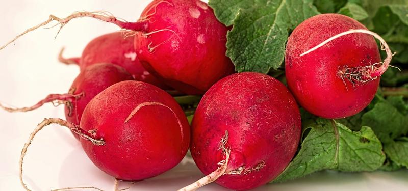 Kiedy i jak sadzić rzodkiewkę: poradnik dla różnych lokalizacji w ogrodzie