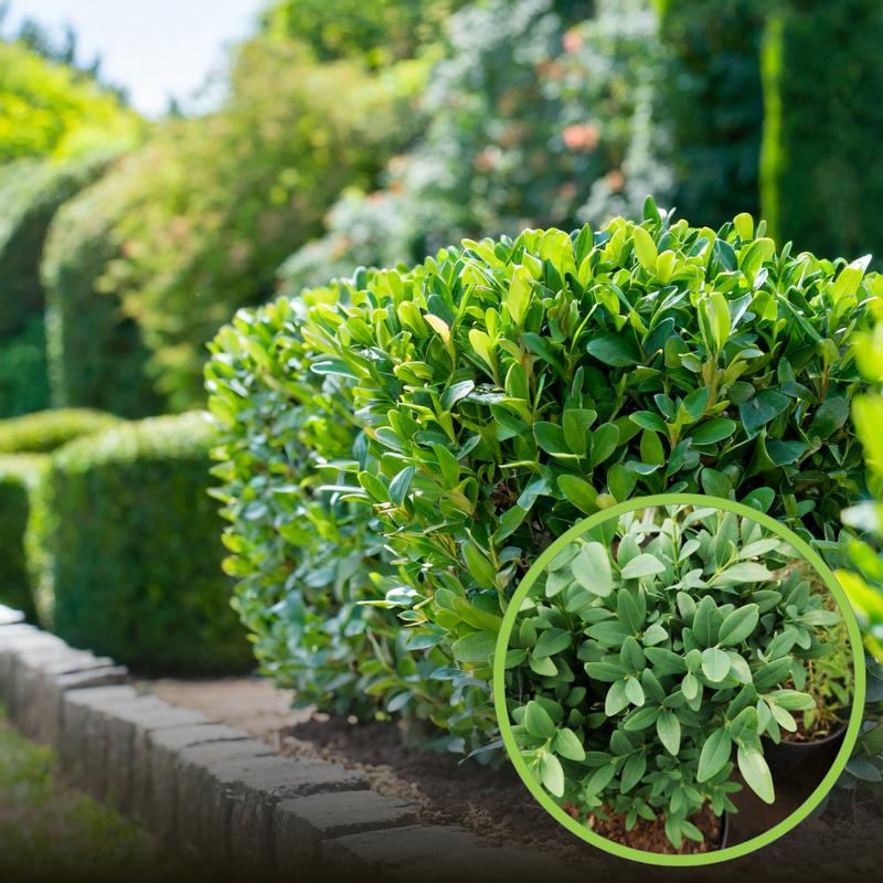 Przewodnik po sadzeniu bukszpanu: kiedy i jak zasadzić go w donicy oraz na żywopłot z gałązki