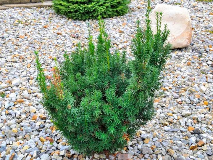 Złote zasady: Jak i kiedy przycinać cisy – praktyczny poradnik dla każdego ogrodnika