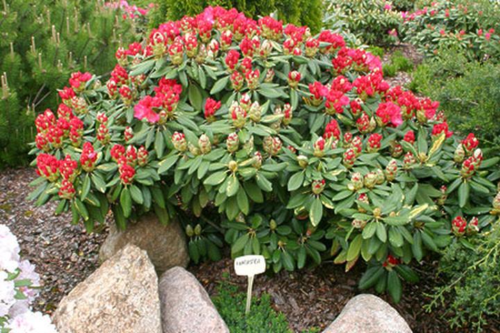 Błędy w sadzeniu rododendronów