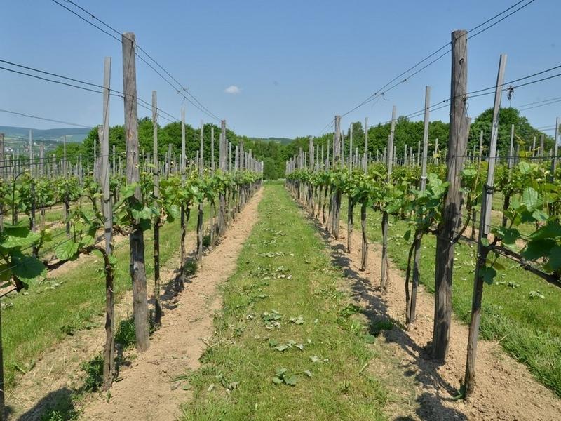 Kalendarz siewu winogron