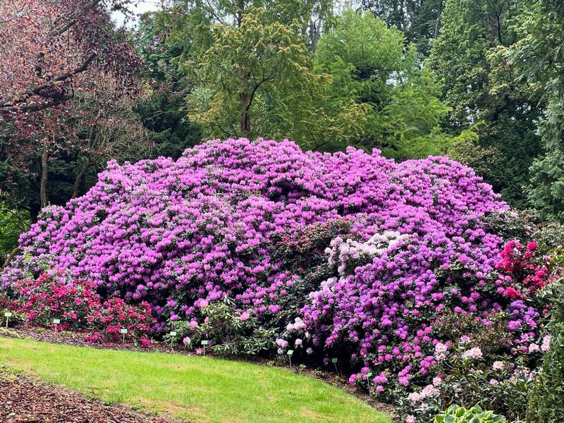 Metody sadzenia rododendronów