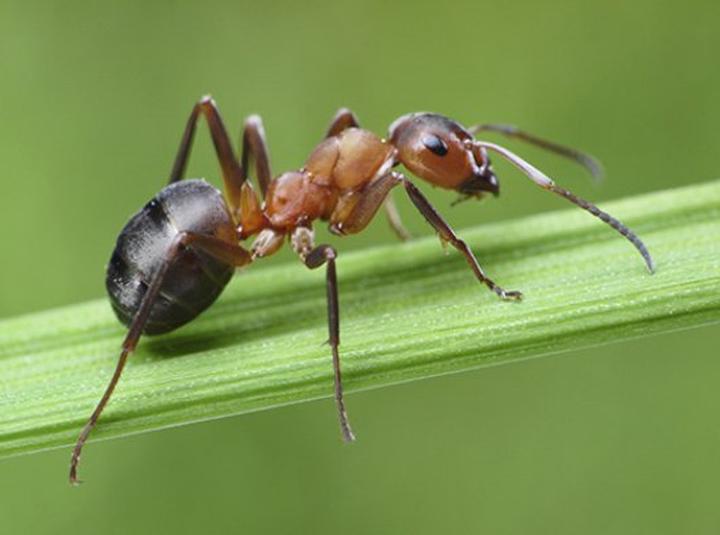 Naturalne sposoby na mrówki