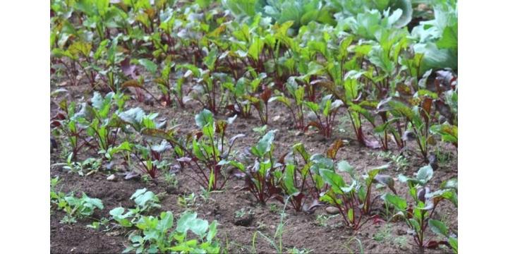 Optymalne terminy sadzenia