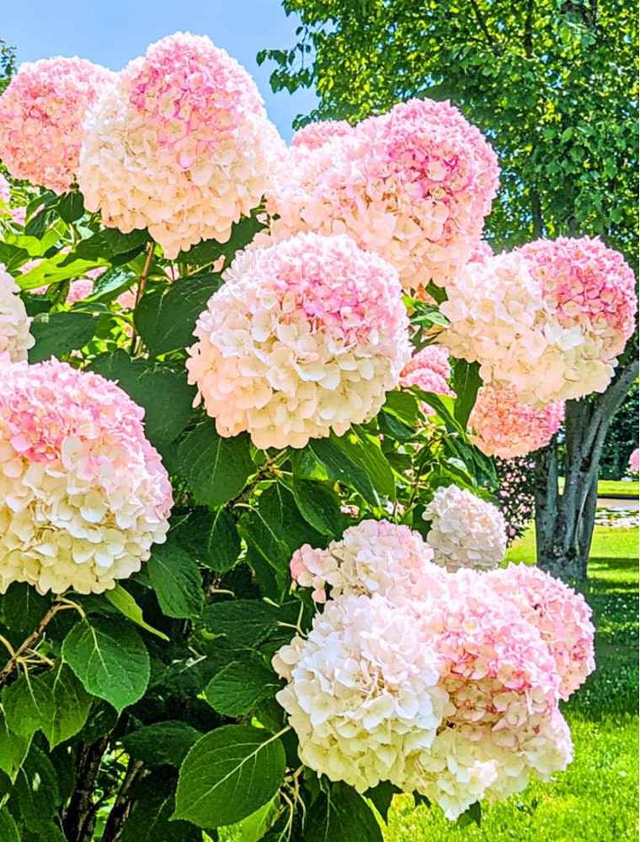 Pielęgnacja hortensji bukietowej