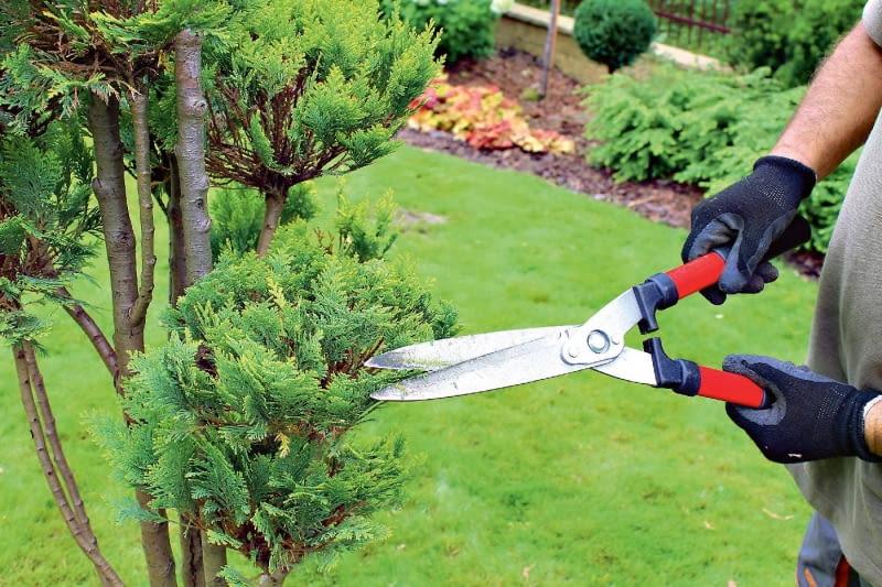 Pielęgnacja krzewów po przycięciu