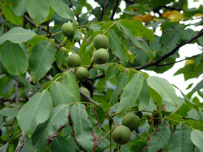 Pielęgnacja orzechów włoskich