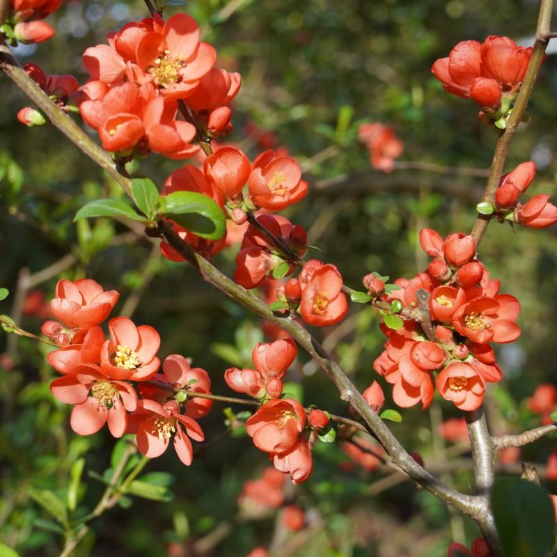 Pielęgnacja pigwowca