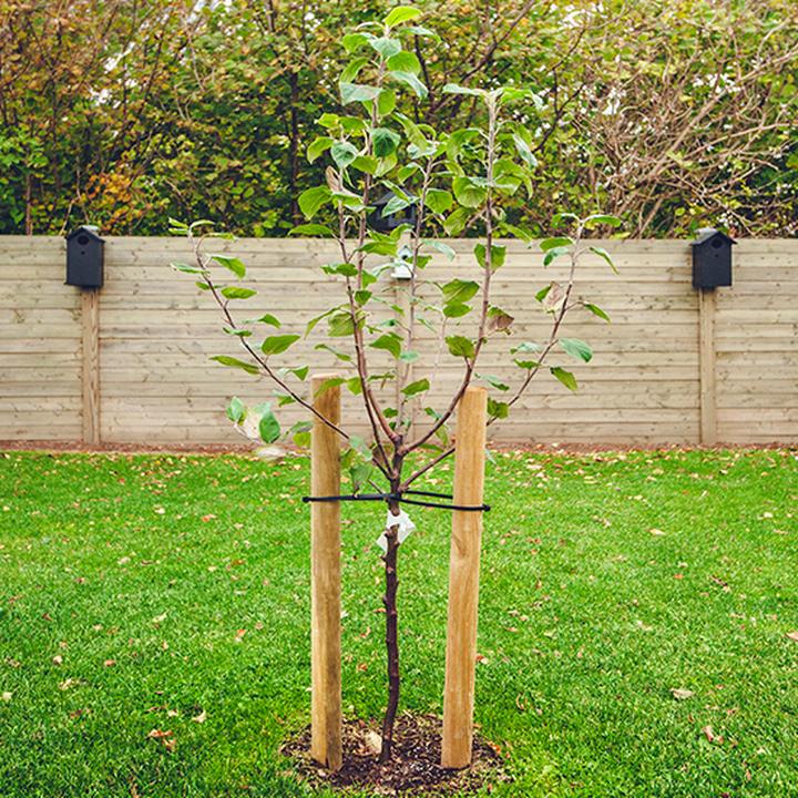 Sadzenie drzewek owocowych