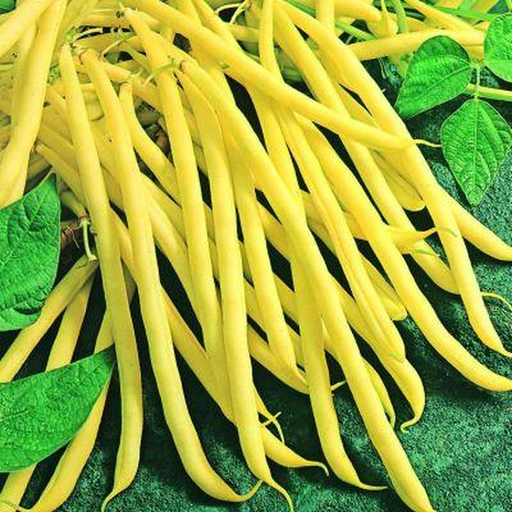 Sadzenie fasoli szparagowej