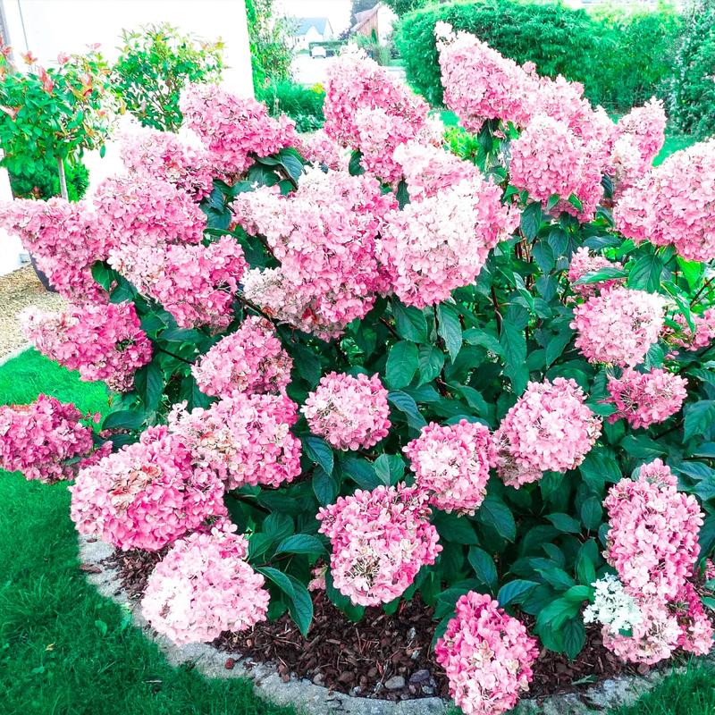 Sadzenie hortensji bukietowej