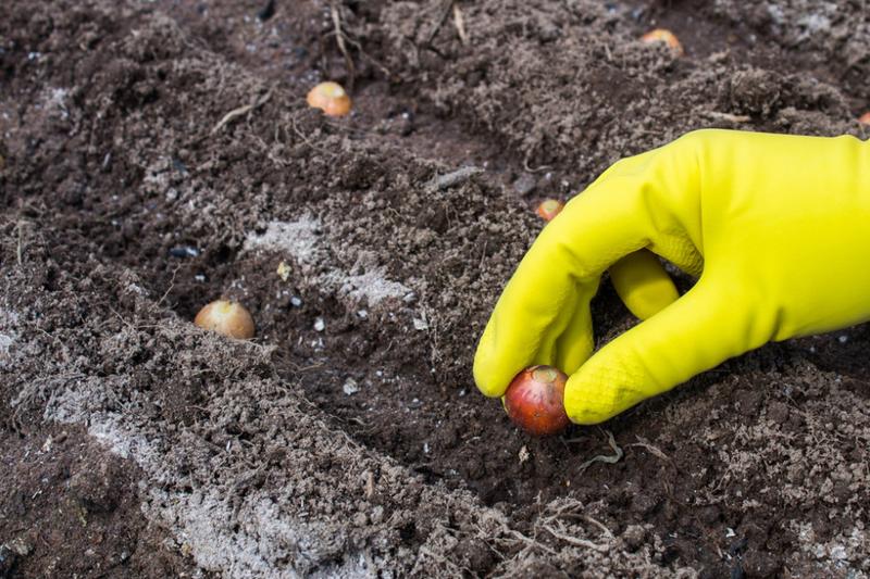 Sadzenie warzyw w ogrodzie