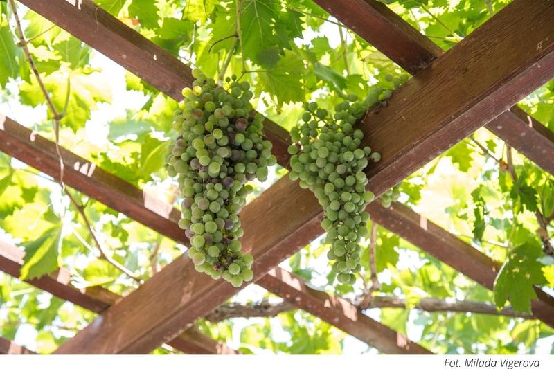 Sadzenie winogron terminy