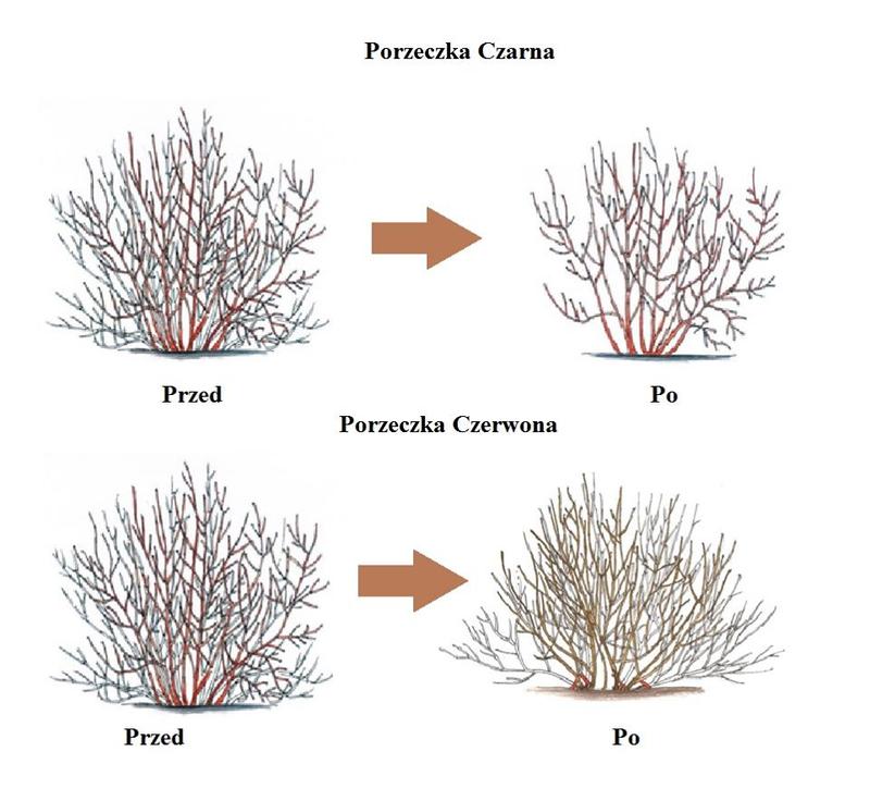 Techniki cięcia krzewów