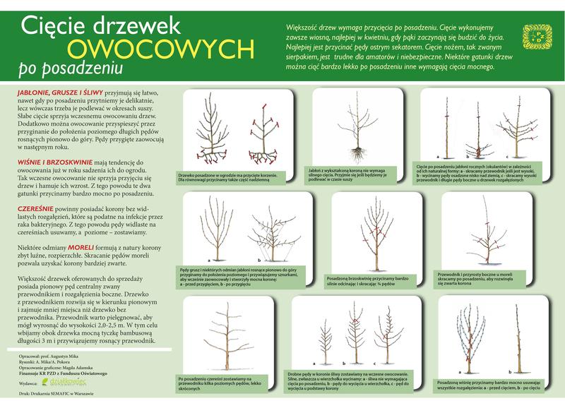 Techniki cięcia śliw