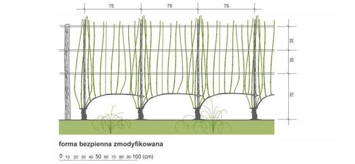 Techniki dla winiarzy