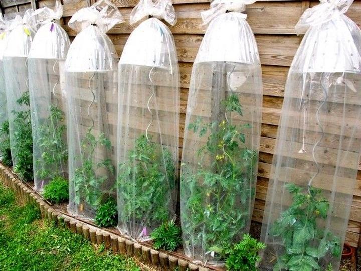 Termowy siew i sadzenie pomidorów