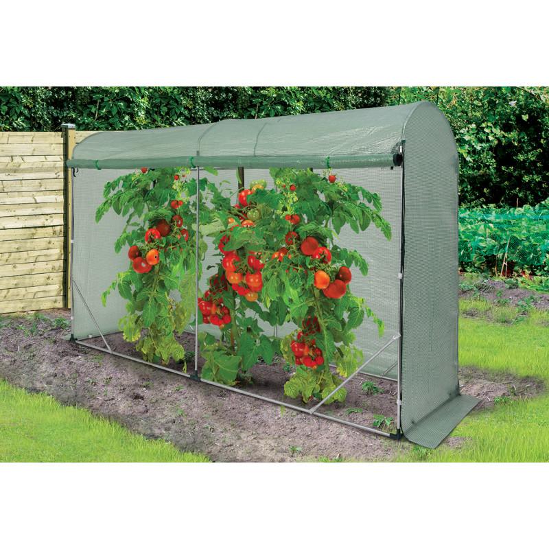 Uprawa pomidorów w tunelu foliowym