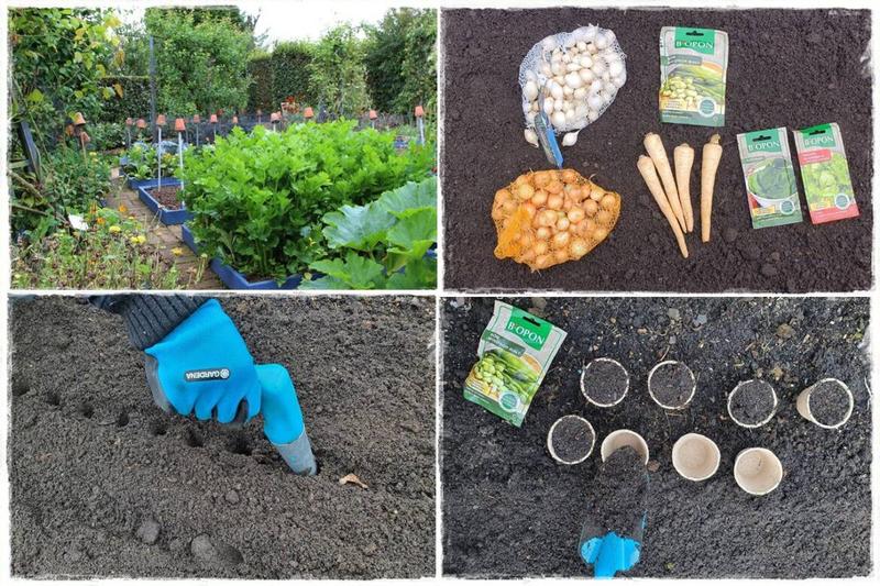 Warzywa w cieniu i słońcu