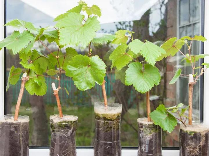 Wpływ gleby na winorośl