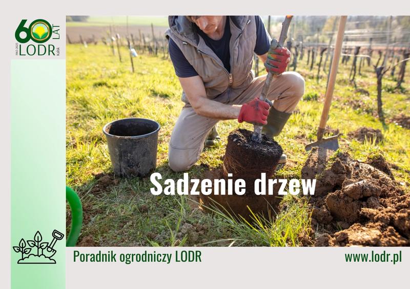 Wybór drzewek do klimatu