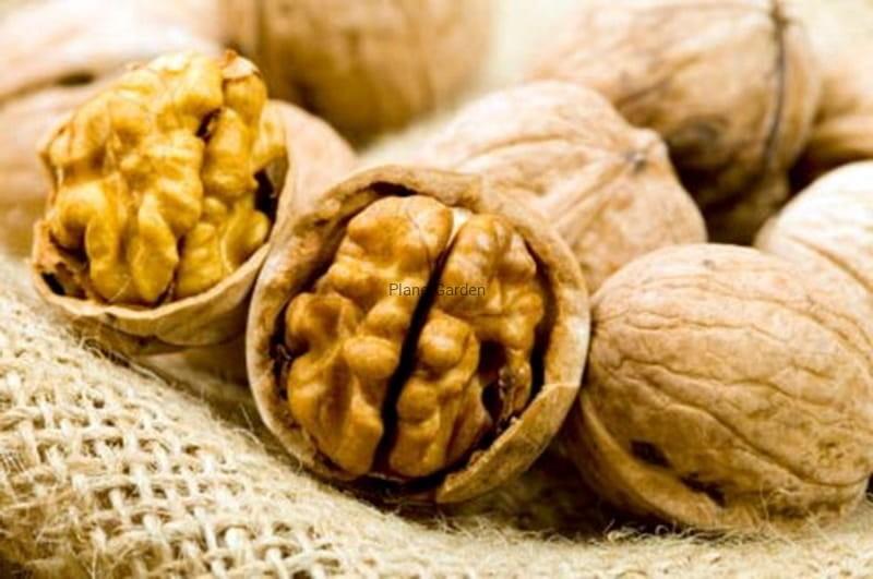 Zbiór orzechów włoskich