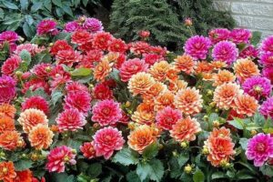 Dalie w ogrodzie: Kiedy i jak je sadzić – praktyczne porady dla każdego ogrodnika