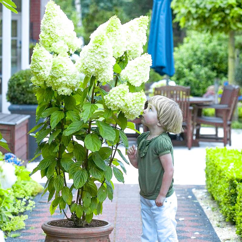 Hortensja bukietowa – kiedy i jak ją sadzić, aby cieszyć się pięknem w ogrodzie
